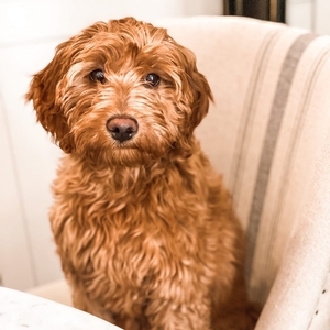 Birdie F1 Mini Goldendoodle Scout Canyon
